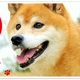 ついついハンコをなでなでしそう！？柴犬好きのためのはんこ「しばずかん」