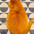 ǭ