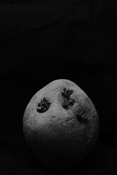 ̿Ȥ긶᤬̿Ÿ򳫺 Υ20Ÿ