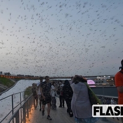 空を黒く染めるユスリカの大群 