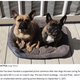 車内に放置され死亡した2頭（画像は『WalesOnline　2023年2月7日付「Two dogs died after pet sitter left them in car on hot day」（Image: RSPCA）』のスクリーンショット）