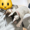ݤߤʥー2ɤǭ