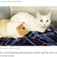 ���˰��������Υ��Υ��ˤʤ餺�ˤ����2ɤ�ʲ����ϡ�People.com��2021ǯ10��8���ա�Rescue Guinea Pig and Cat Best Friend Are Looking to Get Adopted Together from N.C. Shelter�ס�CREDIT: CMPD ANIMAL CARE �� CONTROL�ˡ٤Υ����꡼�󥷥�åȡ�