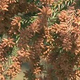 「目の玉をとって洗いたい」花粉飛散　今年の特徴は？