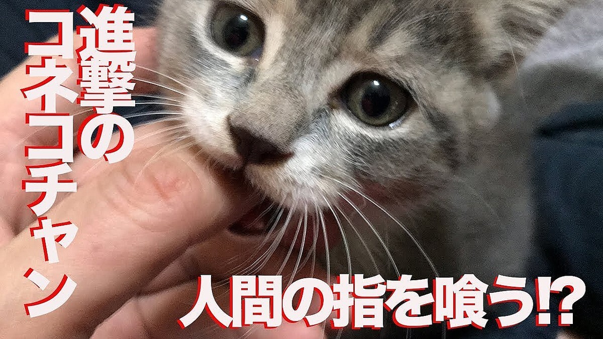 「ナイスフレーメン！」元気すぎる子猫の居間デビューに、大人猫たちのナイスなリアクション