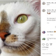 �Ĥ��Ф�Ʒ����ĥ��åɥ�����ǭ�ʲ����ϡ�Bowie The Cat��2020ǯ1��16����Instagram��It��s Wednesday!�ס٤Υ����꡼�󥷥�åȡ�