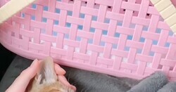 保護して2日目の子猫 動物病院帰りの姿が可愛いと人気