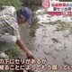 度重なる大雨で農業に影響　セリのほ場に土砂が流れ込み収量激減　/北秋田市
