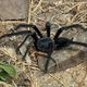 Satyrex-ferox-male-1600x1067