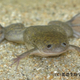 niconico×基礎生物学研究所でアフリカツメガエルの受精から誕生までを48時間生中継