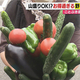 Daiichi-TV(�Ų����ƥ��)