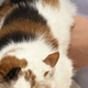 動物病院の診察台で健診中の三毛猫が見せた「ゆるさない」表情が話題