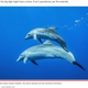 ���ꥷ���ߤ�ȯ�����줿�ҥ�˿ƻؤΤ褦�ʤ�Τ���ĥ��륫��Ʊ��Υ��ޥ��륫���̾�Υ��륫�϶��ӥ줬ʬ����Ƥ��ʤ��ʲ����ϡ�New York Post 2023ǯ12��11���ա�Dolphin with ��thumbs�� surprises scientists in first-ever discovery�ס�Tropicalens - stock.adobe.com�ˡ٤Υ����꡼�󥷥�åȡ�