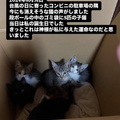 Ȣˤǭ