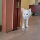 ��ǭ���ƤӤ�����ȡġ�