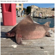 �˥������Ǹ��Ĥ��ä��ȥ��󥰥顼����ե��㡼���ɡʲ����ϡ�LADbible��2021ǯ9��9���ա�Sailors Find Fish With The Body Of A Shark And Face Of A Pig�ס�Credit: Newsflash�ˡ٤Υ����꡼�󥷥�åȡ�