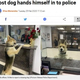 �ٻ���Υ����󥿡��ˤ�äƤ������ʲ����ϡ�Metro��2020ǯ2��25���ա�Lost dog hands himself in to police�ס�Picture: Odessa Police Department�ˡ٤Υ����꡼�󥷥�åȡ�