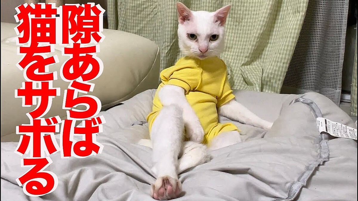 97%の猫が遊ぶおもちゃを前にした猫、まさかの「サボり」を見せつける事態に