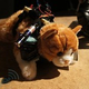 ư�衧�ͤ���ϥ�ɥ�Ǳ����Ĥ��밭��Ūȯ�� Cat Car