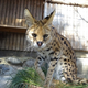 「今月のいきもの」×「けものフレンズ」サーバルキャットを2日連続で計14時間生中継