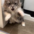 ­Ωǭ