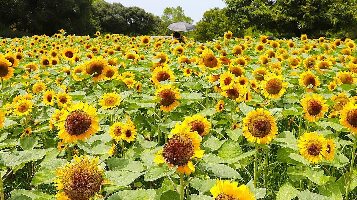 ��塦Ĺ�￢ʪ��ǥҥޥ�긫��