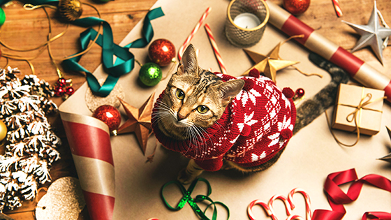 2019ǯ��11��ʬ��GIGAZINE�Υ����������Ϸ��