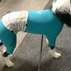 『おともだちのママ』に会った犬→『大好き』が爆発してしまい…まさかの行動に2675万再生の大反響　おしりが飛んでいきそうな光景にほっこり