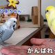 ֤Ϥפͧã󥳤ˤ⤸⤸ä ͽ۳ȿ