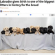 ��������14ɤ�λҸ������ʲ����ϡ�Metro��2020ǯ5��29���ա�Labrador gives birth to one of the biggest litters in history for the breed�ס�Picture: SWNS�ˡ٤Υ����꡼�󥷥�åȡ�