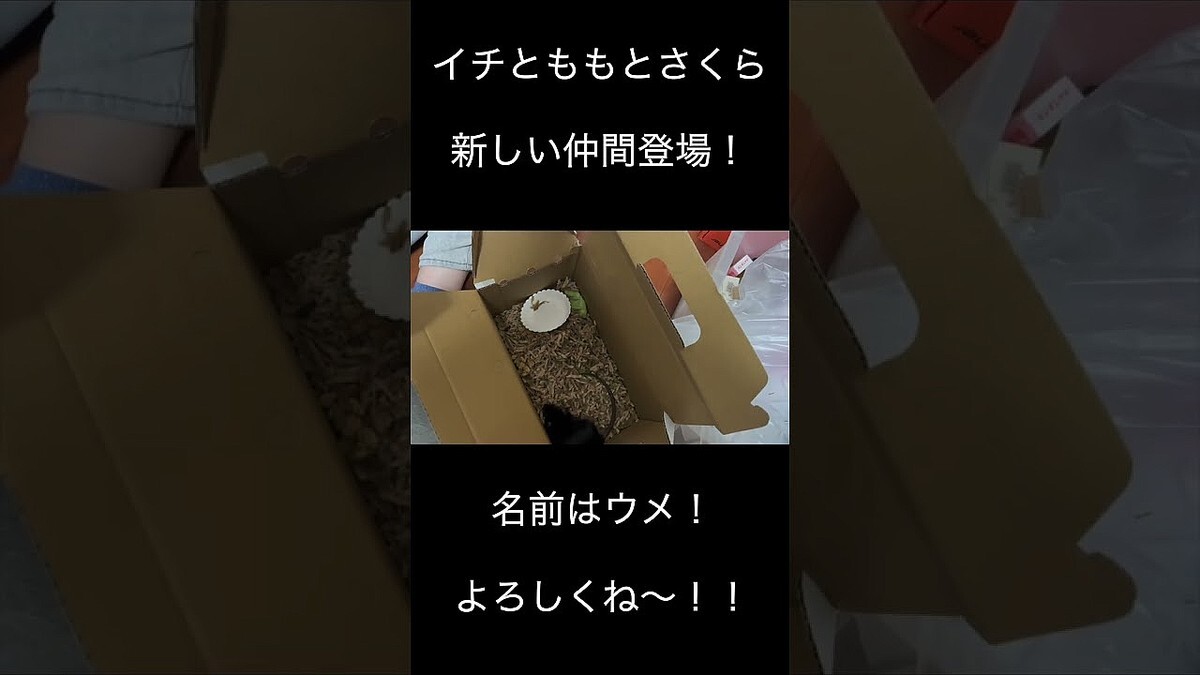 ��ͽ�۳��ֽۡ���碌���ޤ����פ��轻�ڥåȤ˶�Ť�����̡�ƨ���Ф��������å�