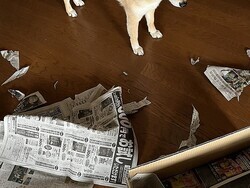 ¿˥餷ʤƸ 줿βİꥢ