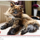 �ʹ֤Ǥ�����152�ФȤ���Ĺ��ǭ�Υ��������ʡ�New York Post��World��s oldest cat dead at 33: ��We had our time together�ǡס�Newsquest / SWNS�ˡ٤���