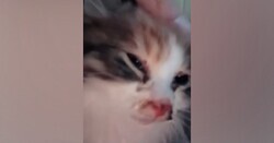 ǤäꤷƤ1ɤλǭ ݸޤޤ