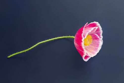 �ڥӥ��ͥ��ζ˰ա۲������Сֶ�������פ˳ؤ֡�Ư�����Ȥΰ�̣