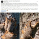 ���������ޤä�7ɤ�Υꥹ�����ʲ����ϡ�Grand Blanc Township Police Department��2021ǯ10��2����Facebook��SQUIRREL!!! Takes on a whole new meaning for officers.�ס٤Υ����꡼�󥷥�åȡ�