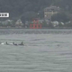 宮島沖で目撃されたのは…イルカ！？　海保職員が撮影　約１０頭の群れか　廿日市市