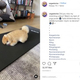 �襬�ޥåȤ˿����٤�ݥ��˥���ʲ����ϡ�Vegas The Pomeranian��2020ǯ11��4����Instagram��Did you miss my stretching videos?�ס٤Υ����꡼�󥷥�åȡ�