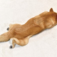 伸びて伏せる柴犬