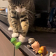 ���Ĥ�ե����奢����Ȥ��Ƥ���ǭ����ー�פ�Ž�äơ��к��٤��Ƥߤ���Ĳİ�������ȿ����15�������֤��äݤ˾Фä��ס�ʪ�狼���ɤ�����