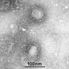 �������к����󥿡��������������������ʥ����륹���ŻҸ������̿�