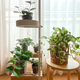 カーテン越しの場所で育てている観葉植物