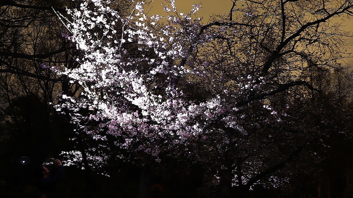 �����ߥ�ー������֥�ー���� �ܥ��˥��륬ー�ǥ� ���ס����κ��ʸ���