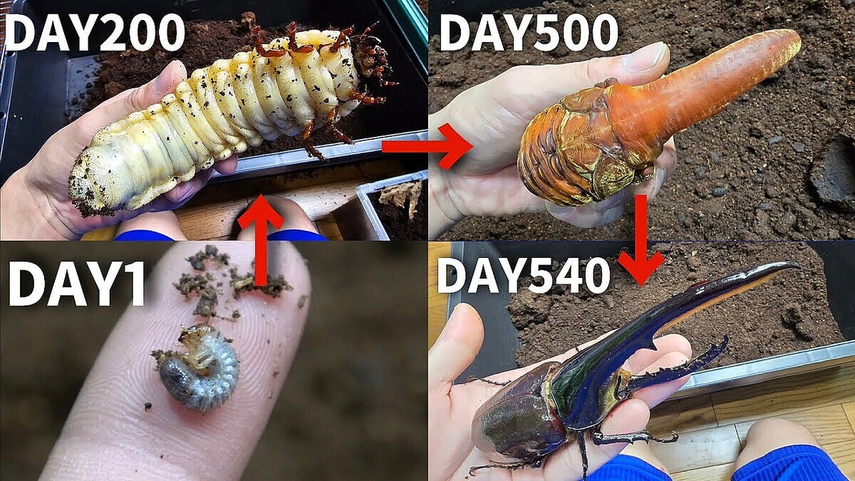 �����YouTuber���ä��νִ֤�������إ饯�쥹�������֥Ȥ����158.4mm����Ĺ