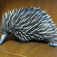 今月のいきもの。ニコ生で「ハリモグラ」を48時間観察生中継。動物園持ち込み企画の「禁断のオフ会」も実施
