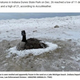凍った湖で動けなくなってしまった渡り鳥（画像は『Fox News　2023年1月3日付「Indiana firemen rescue goose trapped in frozen sand along Lake Michigan shore」（Indiana Department of Natural Resources, Law Enforcement Division / AMAZING ANIMALS+ /TMX）』のスクリーンショット）