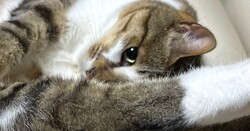 礬ǭäʿӻѤϪ֤ԡ!ƤʤäƤƥå