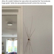 ����ʡȥ���ɤ����Ĥ��������ʲ����ϡ�The Sun��2021ǯ10��14���ա�BADDY LONG LEGS Giant ��spider�� measuring 7 inches terrifies homeowner after it appears on her kitchen wall�ס�Credit: Deadline�ˡ٤Υ����꡼�󥷥�åȡ�