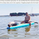�ٲ��������ǥܡ��ɤ˾�륢���饷�ʲ����ϡ�WhatsNew2Day��2021ǯ7��28���ա�Seal Stuns Paddleboarder As He Hops On Her Board As She Cruises Through Dorset Harbour�ס�Rachael Towers/BNPS�ˡ٤Υ����꡼�󥷥�åȡ�