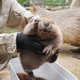 �Ӥ���ä��ʡ�vibaotter�ˤ������Ƥ��